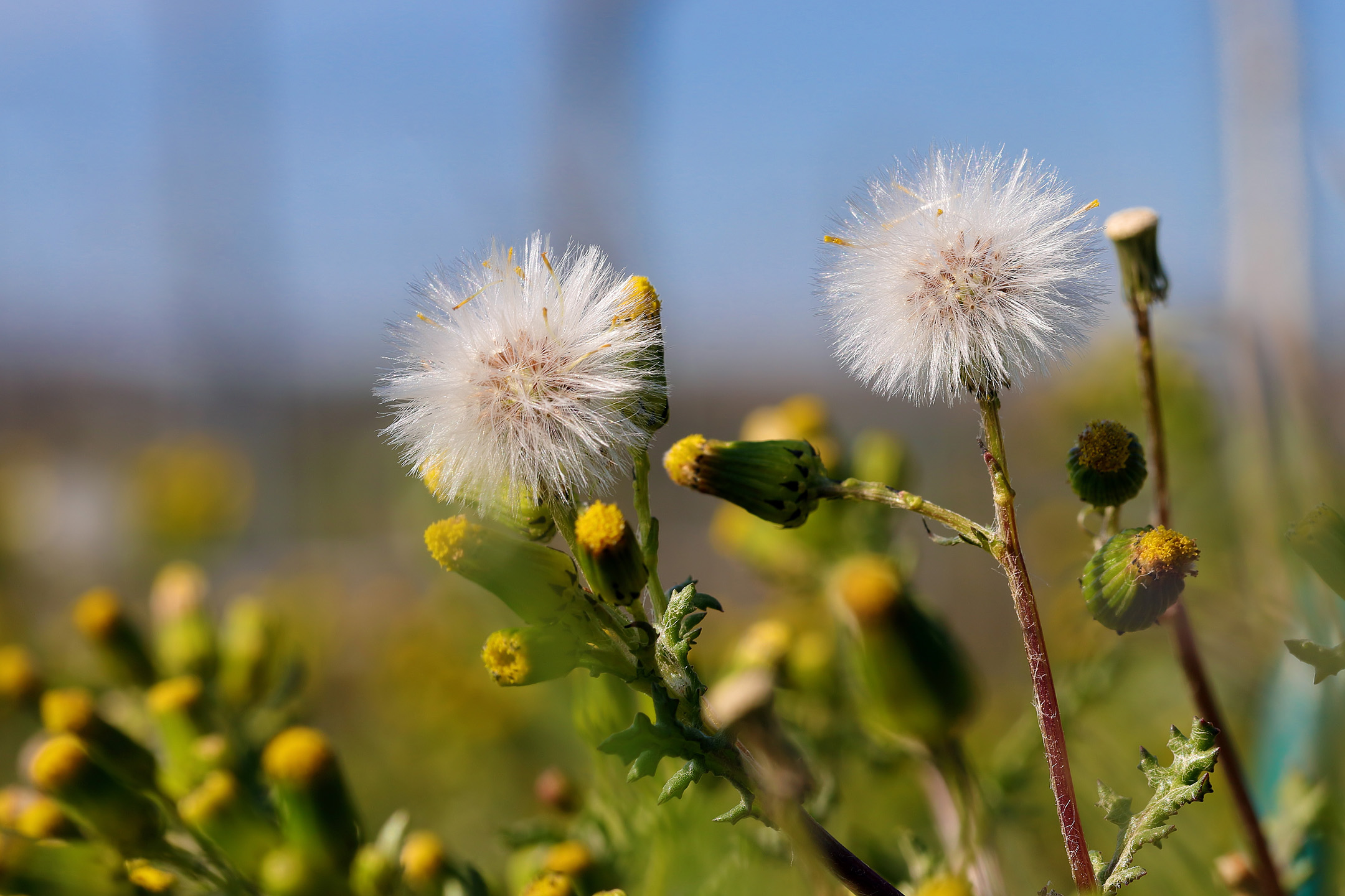 Pusteblumenpaar im Frühling vor blauem Himmel